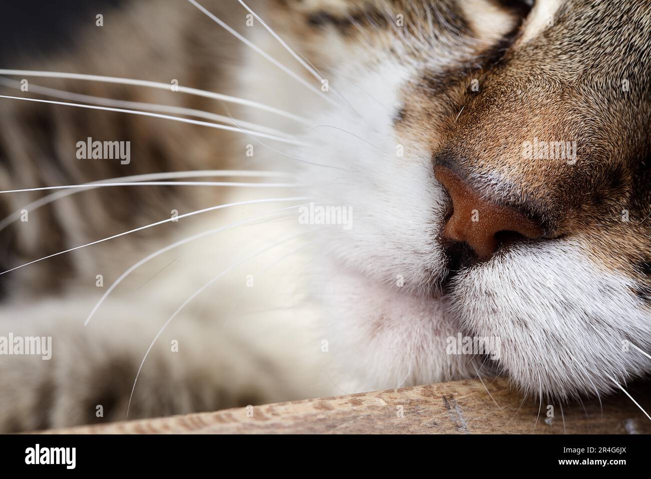 Studio Portrait of a Tricolour Domestic Cat Stock Photo - Alamy