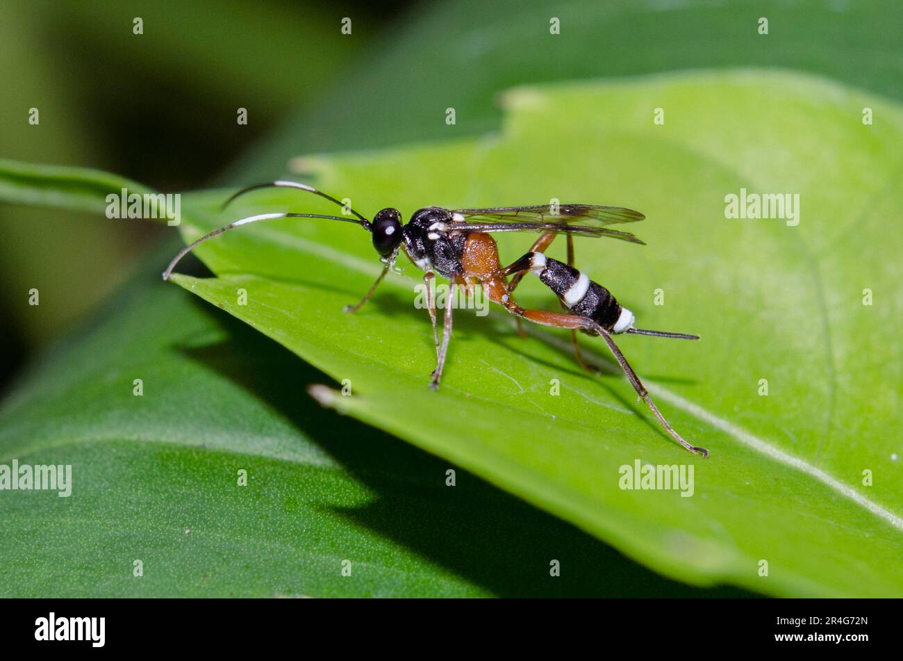 Parasitoid Wasp, Ichneumonidae Family, with ovipositor, Klungkung, Bali, Indonesia Stock Photo