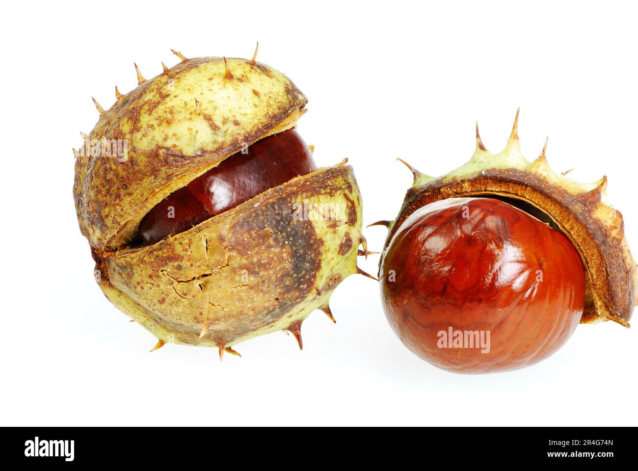 Closeup of isolated chestnuts with shell Stock Photo
