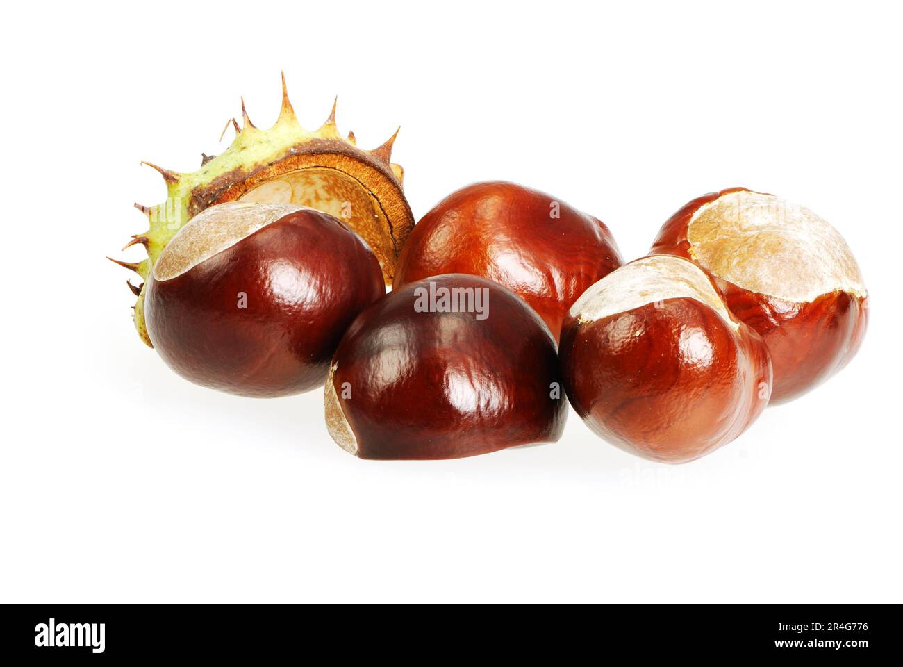 Closeup of isolated conkers with shell Stock Photo