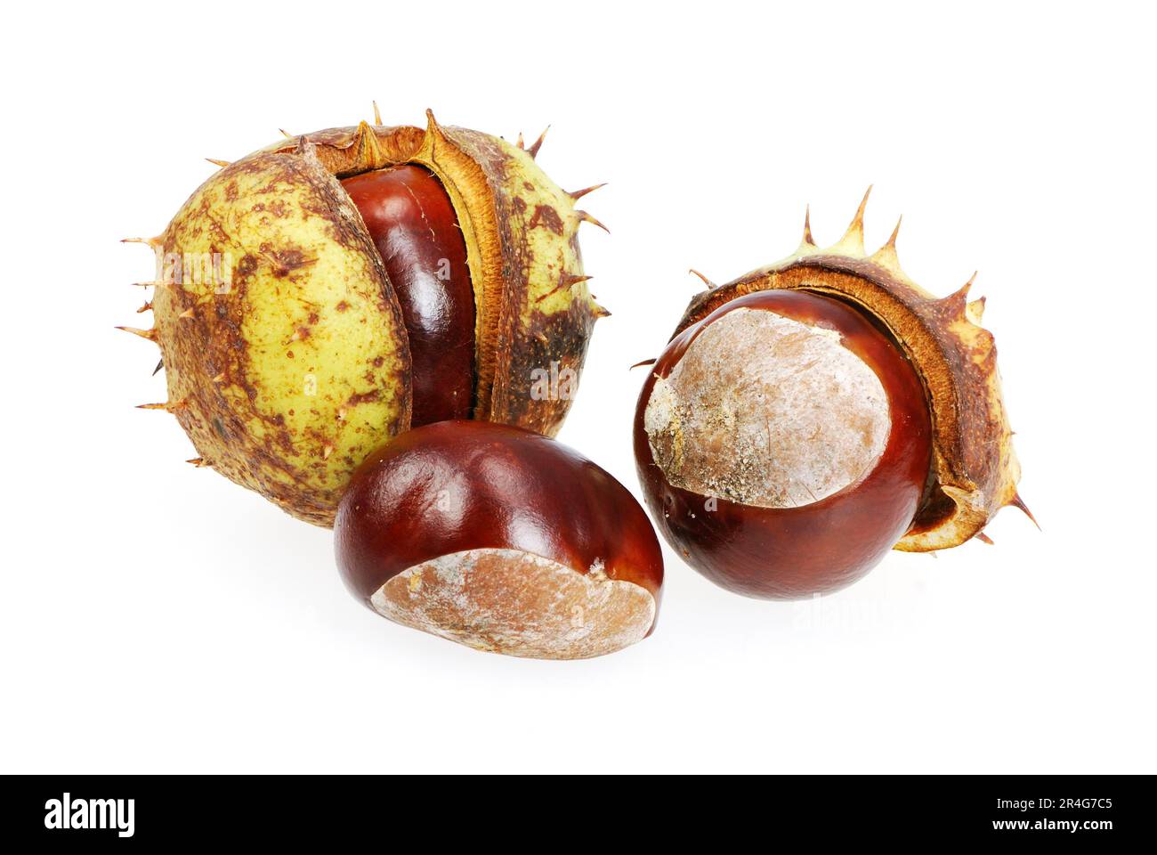Closeup of isolated chestnuts with shell Stock Photo