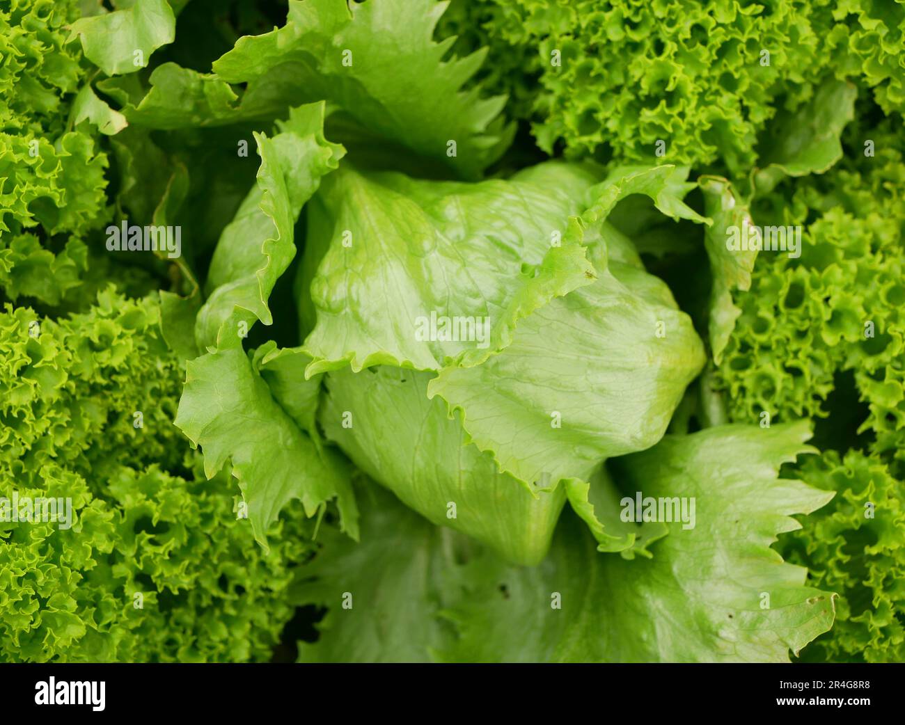 Iceberg green lettuce farm fresh leaves bio curly Lactuca sativa