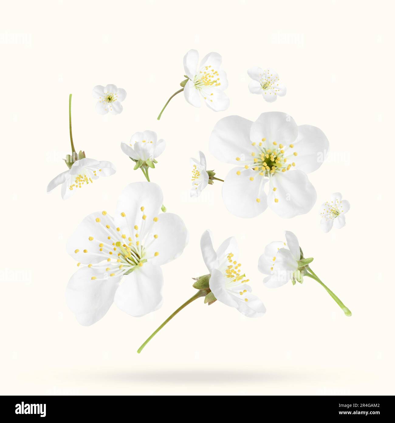 Beautiful spring tree blossoms falling on white background Stock Photo ...