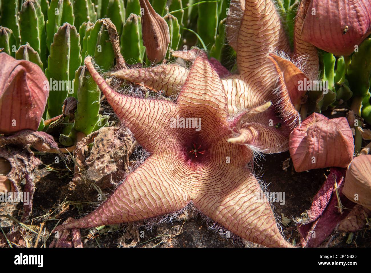 Stapelia gigantea is a species of flowering plant in the genus Stapelia of the family Apocynaceae. Common names include Zulu giant and carrion Stock Photo