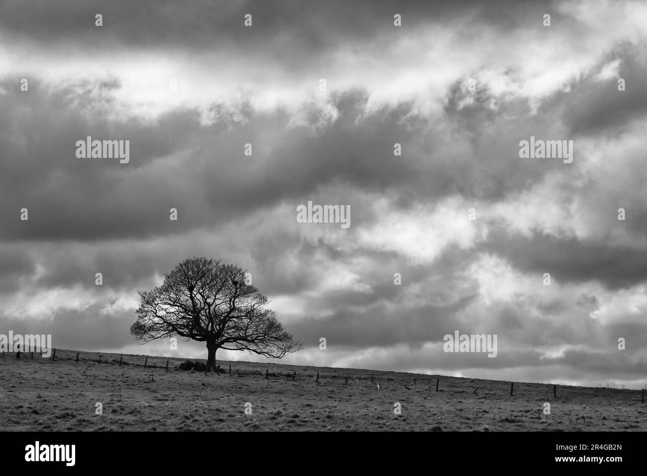 Lone tree on hillside Stock Photo Alamy