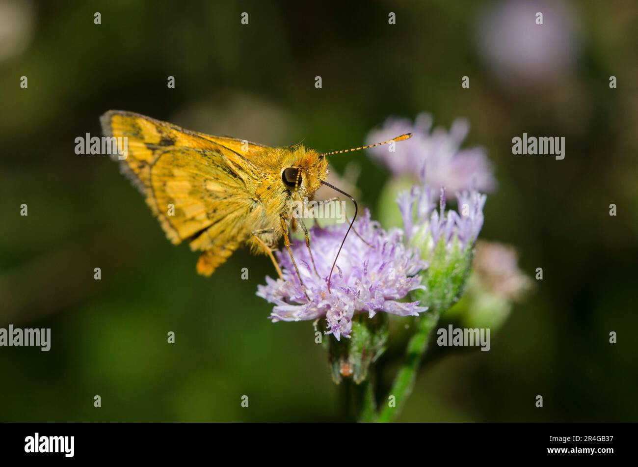 Large Dart, Potanthus serina, with proboscis in Goatweed flower, Ageratum conyzoides, Klungkung, Bali, Indonesia Stock Photo