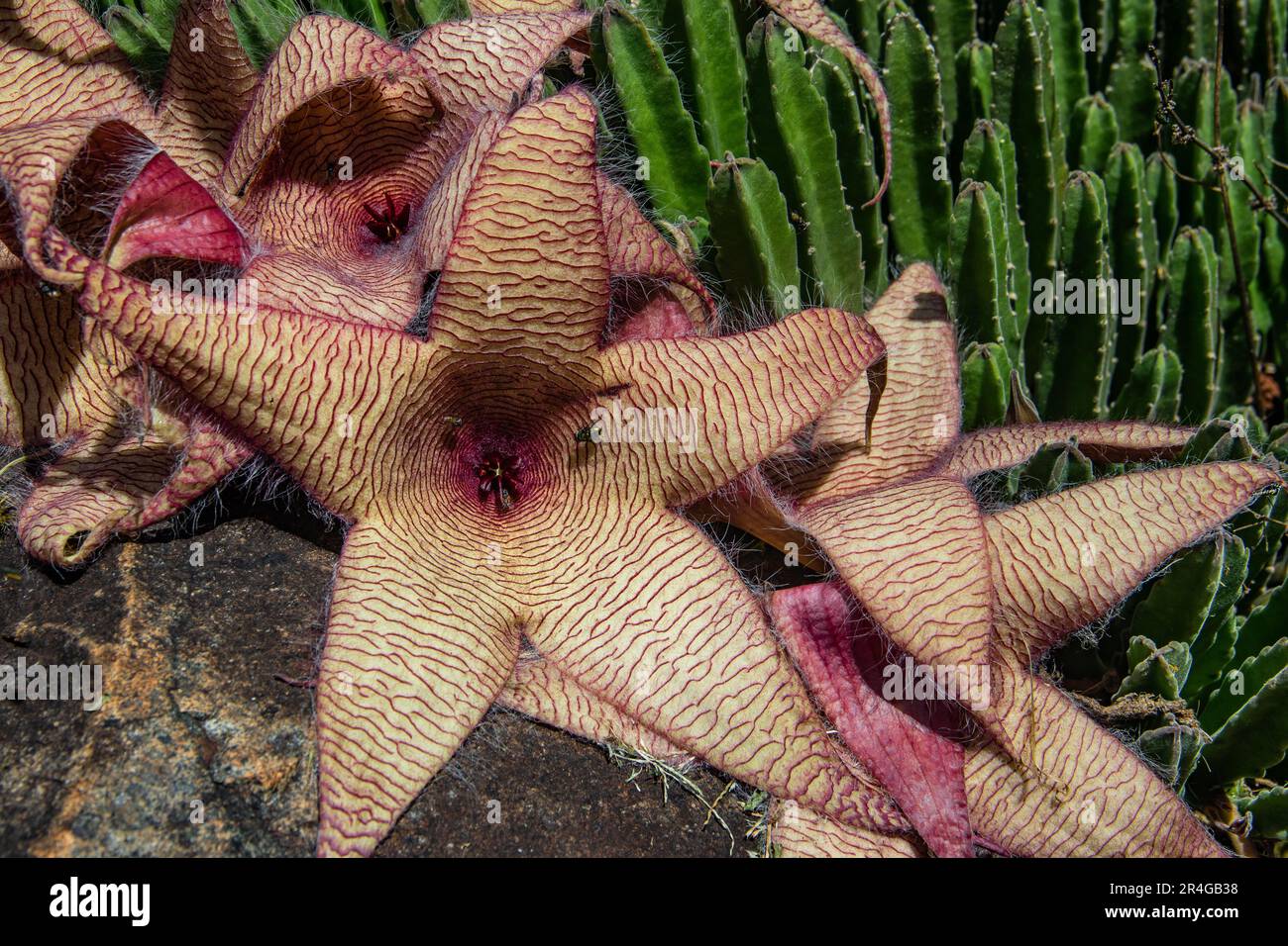Stapelia gigantea is a species of flowering plant in the genus Stapelia of the family Apocynaceae. Stock Photo