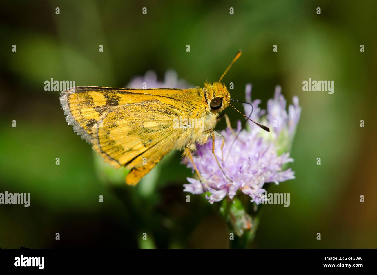 Large Dart, Potanthus serina, with proboscis in Goatweed flower, Ageratum conyzoides, Klungkung, Bali, Indonesia Stock Photo