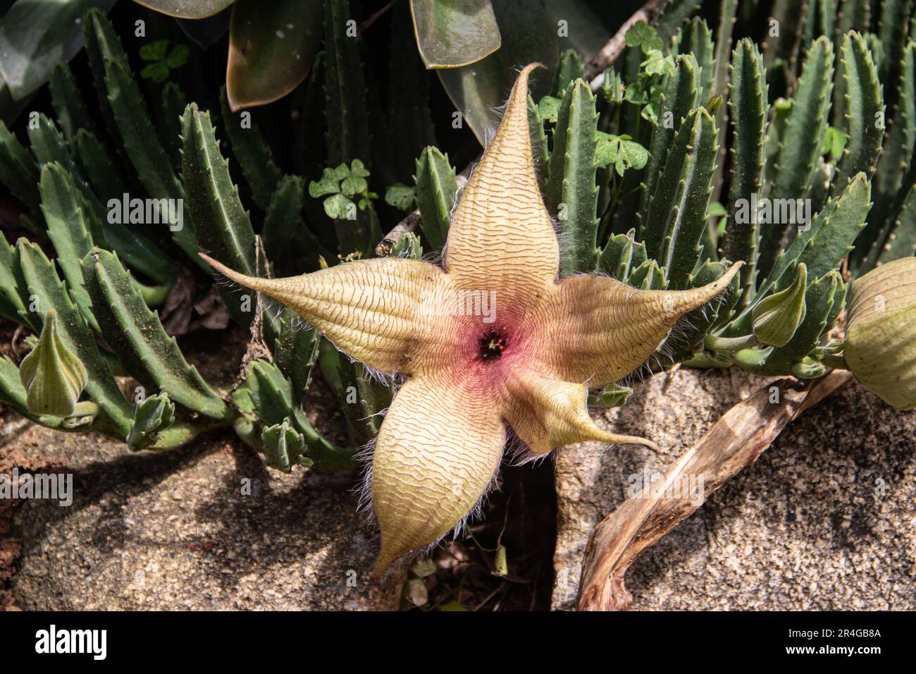Stapelia gigantea is a species of flowering plant in the genus Stapelia of the family Apocynaceae. Common names include Zulu giant and carrion Stock Photo