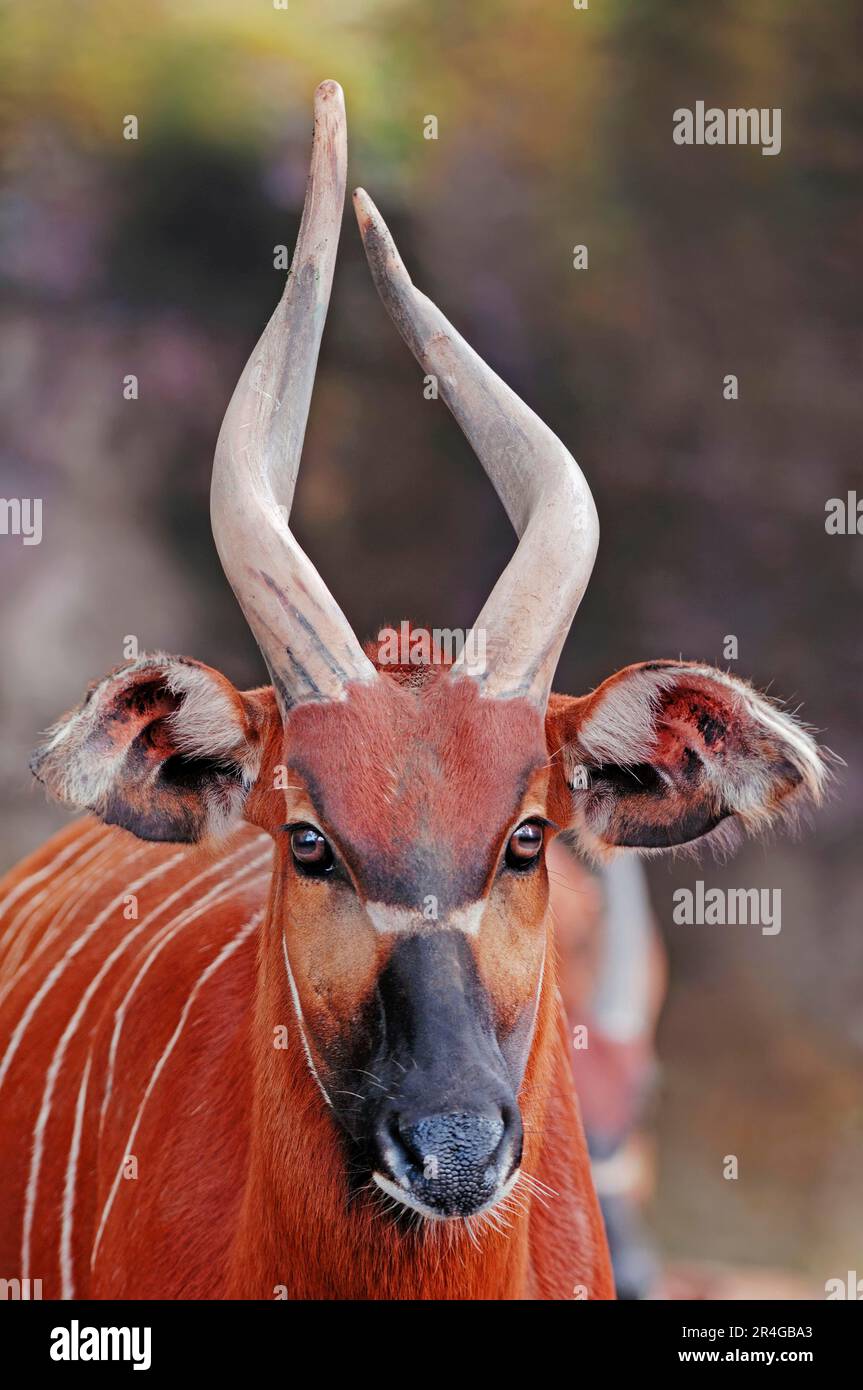 Western bongo (Tragelaphus eurycerus), male (Taurotragus euryceros) (Tragelaphus euryceros) Stock Photo