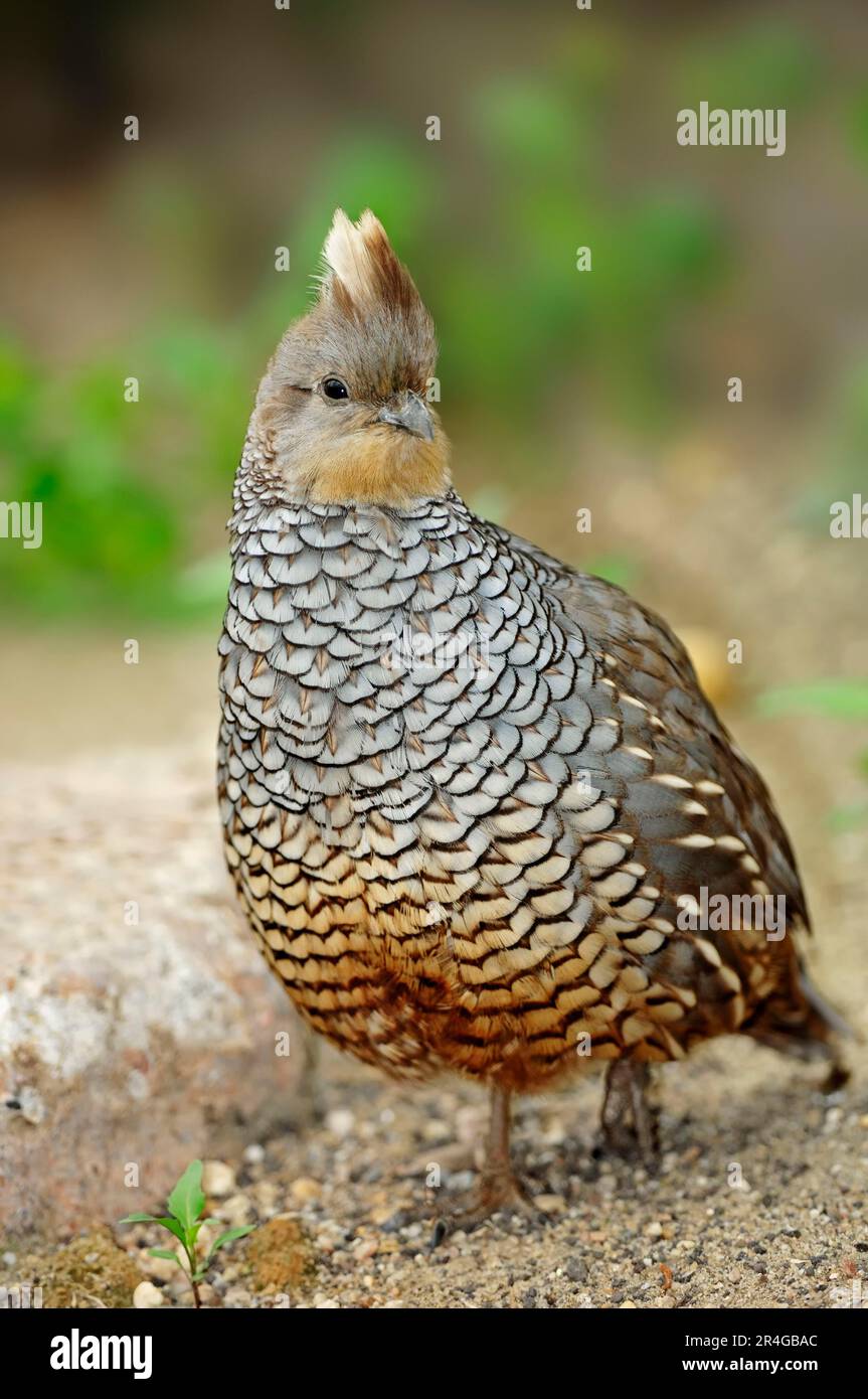 Scaled quail (Callipepla squamata), Blue-scaled quail, Quail Stock Photo