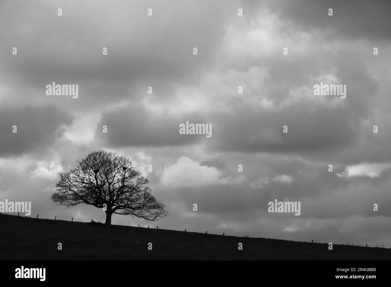Lone tree on hillside Stock Photo Alamy