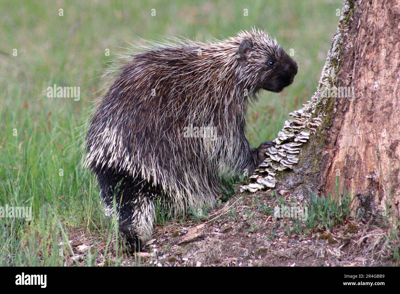A Porcupine Looking For Food By A Dead Tree Stock Photo