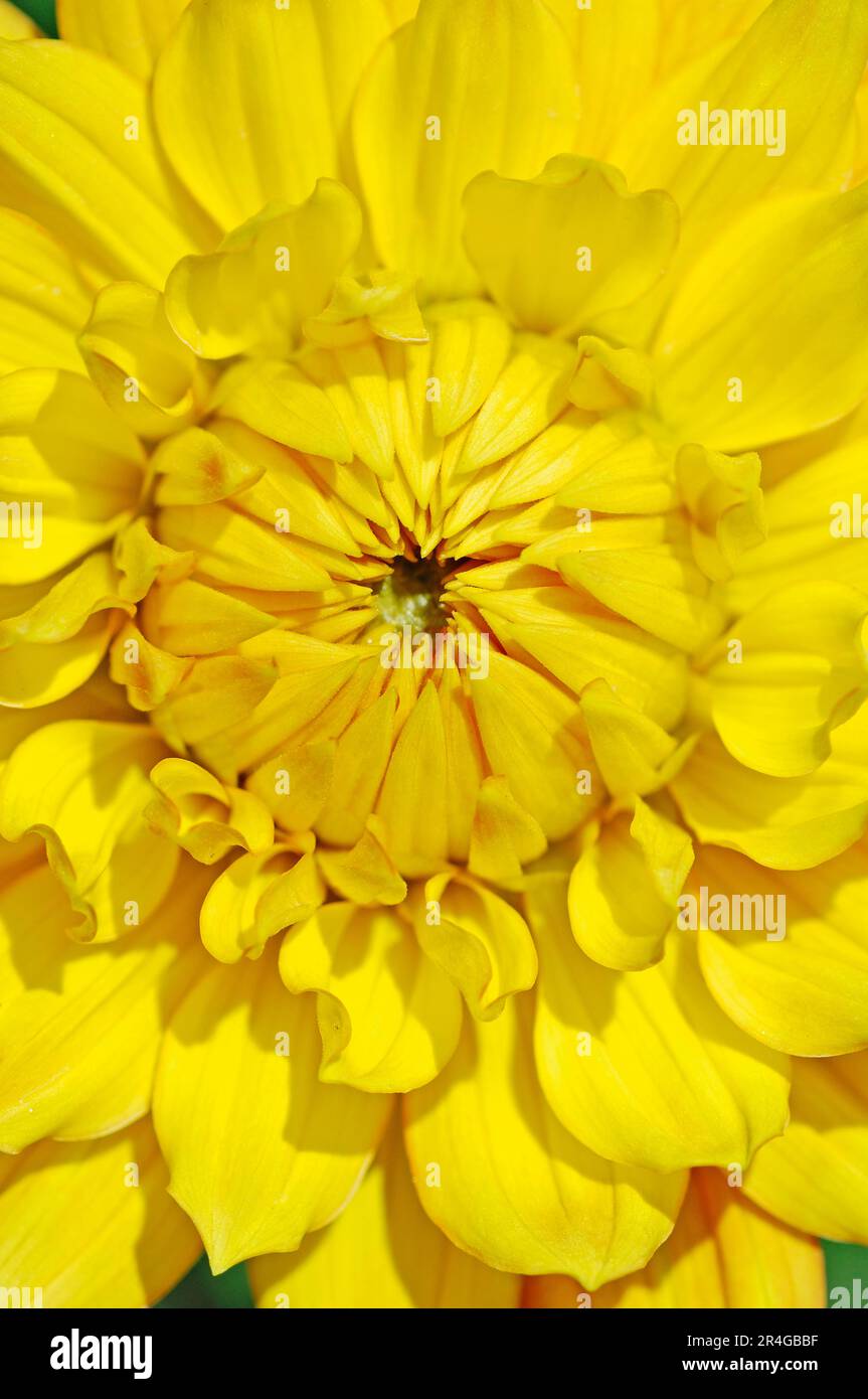 Decorative Dahlia 'Mainaugold' (Dahlia hybrida) Stock Photo