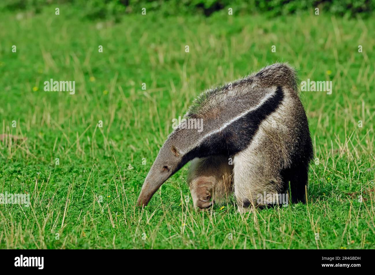 Giant anteater (Myrmecophaga tridactyla) Stock Photo