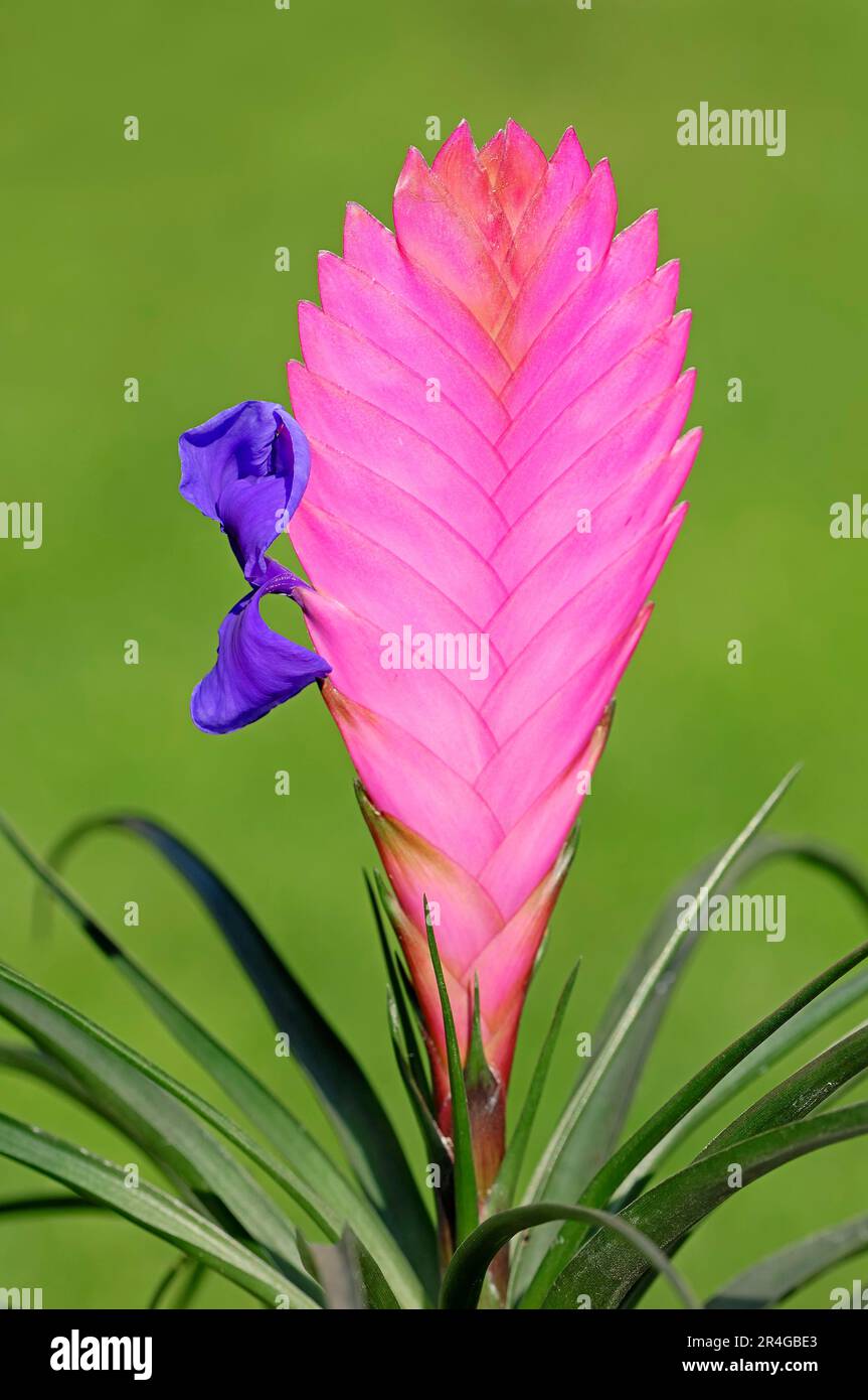 Pink quill (Tillandsia cyanea), Bromeliad Stock Photo