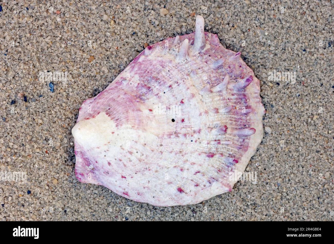 Thorny Oyster shell (Spondylus), Spiny Oyster Stock Photo