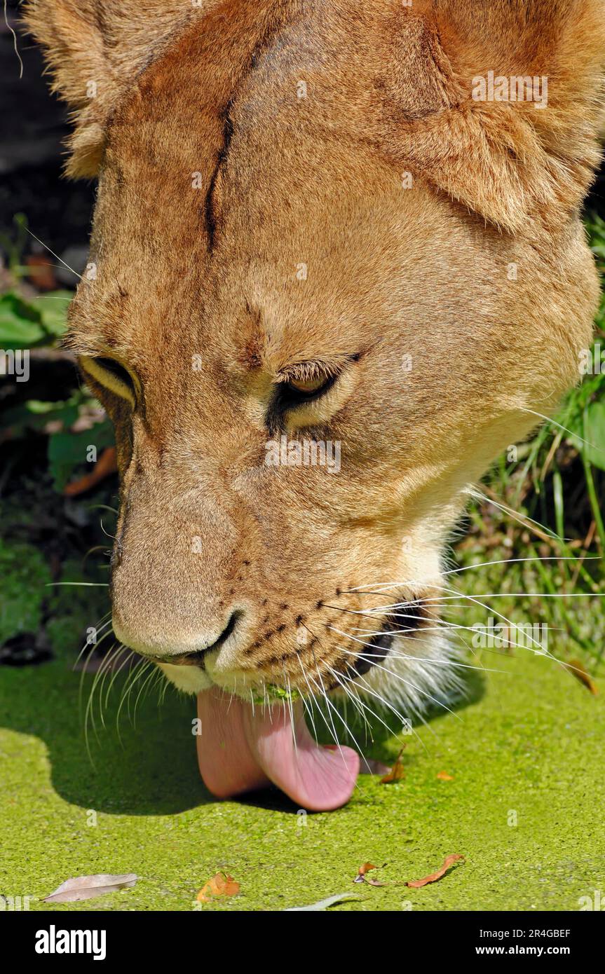 African Lion (Panthera leo), lioness, tongue Stock Photo