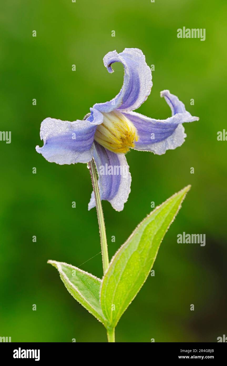 Clematis integrifolia (Clematis integrifolia), Bell Vine Stock Photo