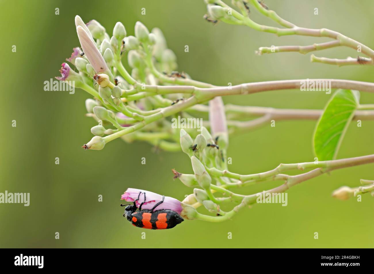 Bush Morning Glory and Orange Blister Beetle, Keoladeo Ghana national park, Rajasthan, India (Ipomoea fistulosa) (Mylabris pustulata), Pink (Ipomoea Stock Photo