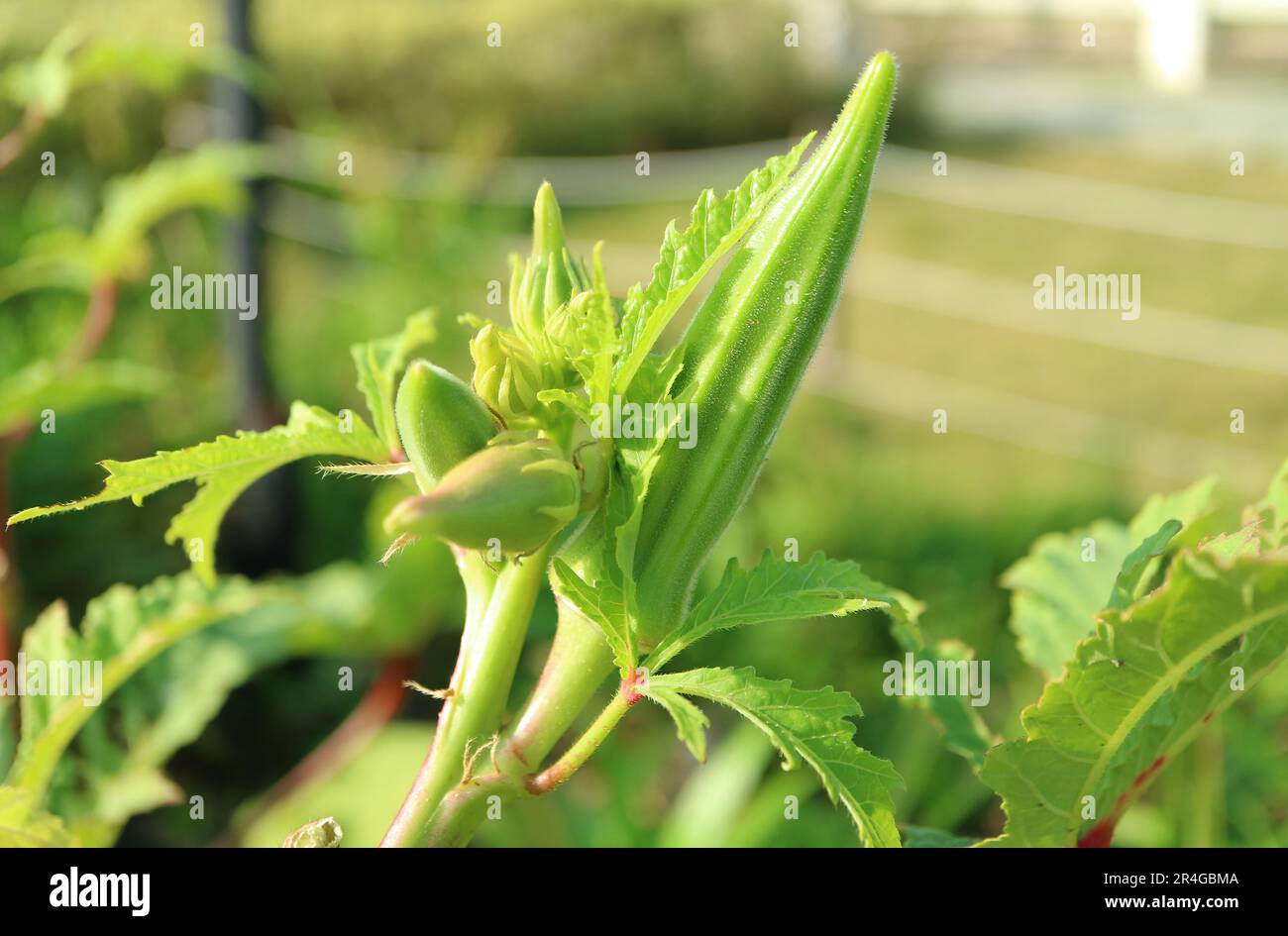 Closeup of Okra Mature Fruit with Developing Fruits Growing in the