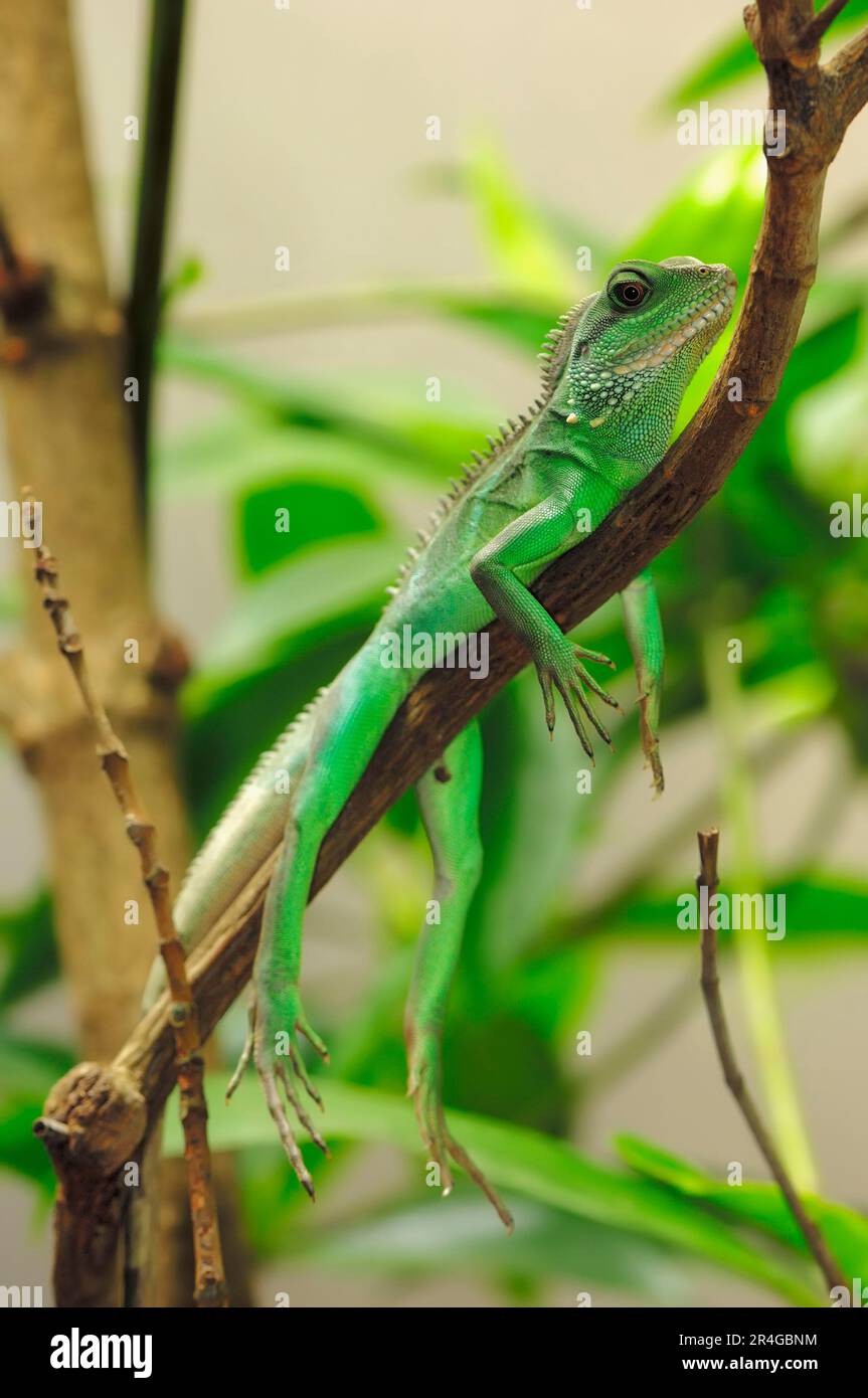 Green water dragon (Physignathus cocincinus), Cochinchina water dragon