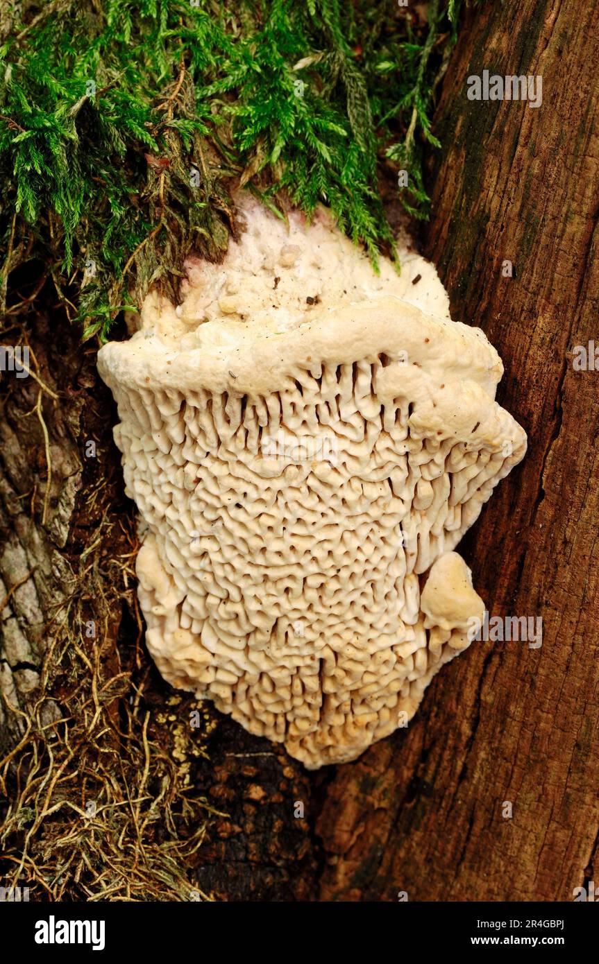 Mushroom, Netherlands (Coriolellus albidus) (Antrodia albidus) Stock Photo