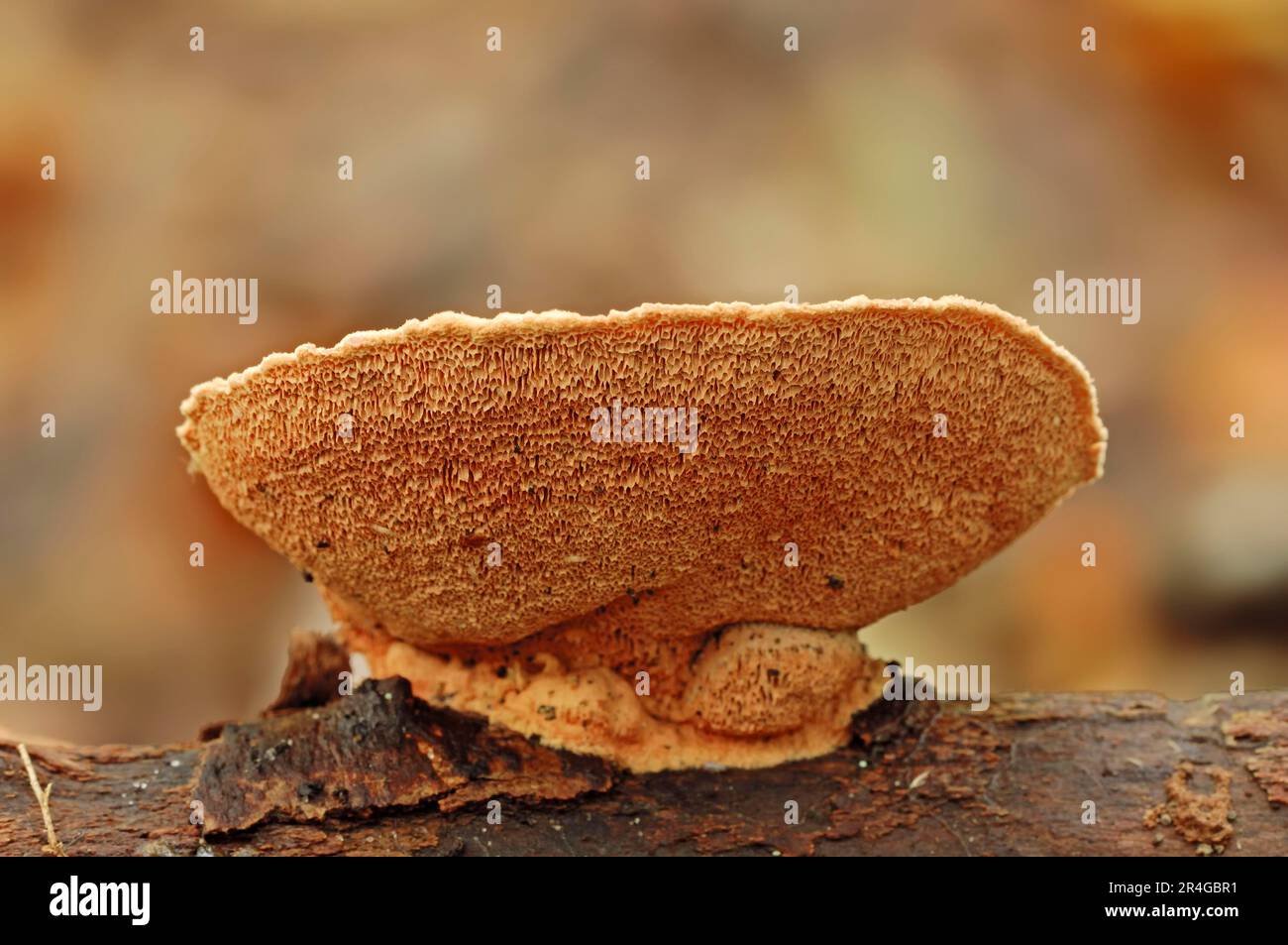 Cinnamon Bracket, North Rhine-Westphalia, Germany (Hapalopilus rutilans) (Hapalopilus nidulans) Stock Photo