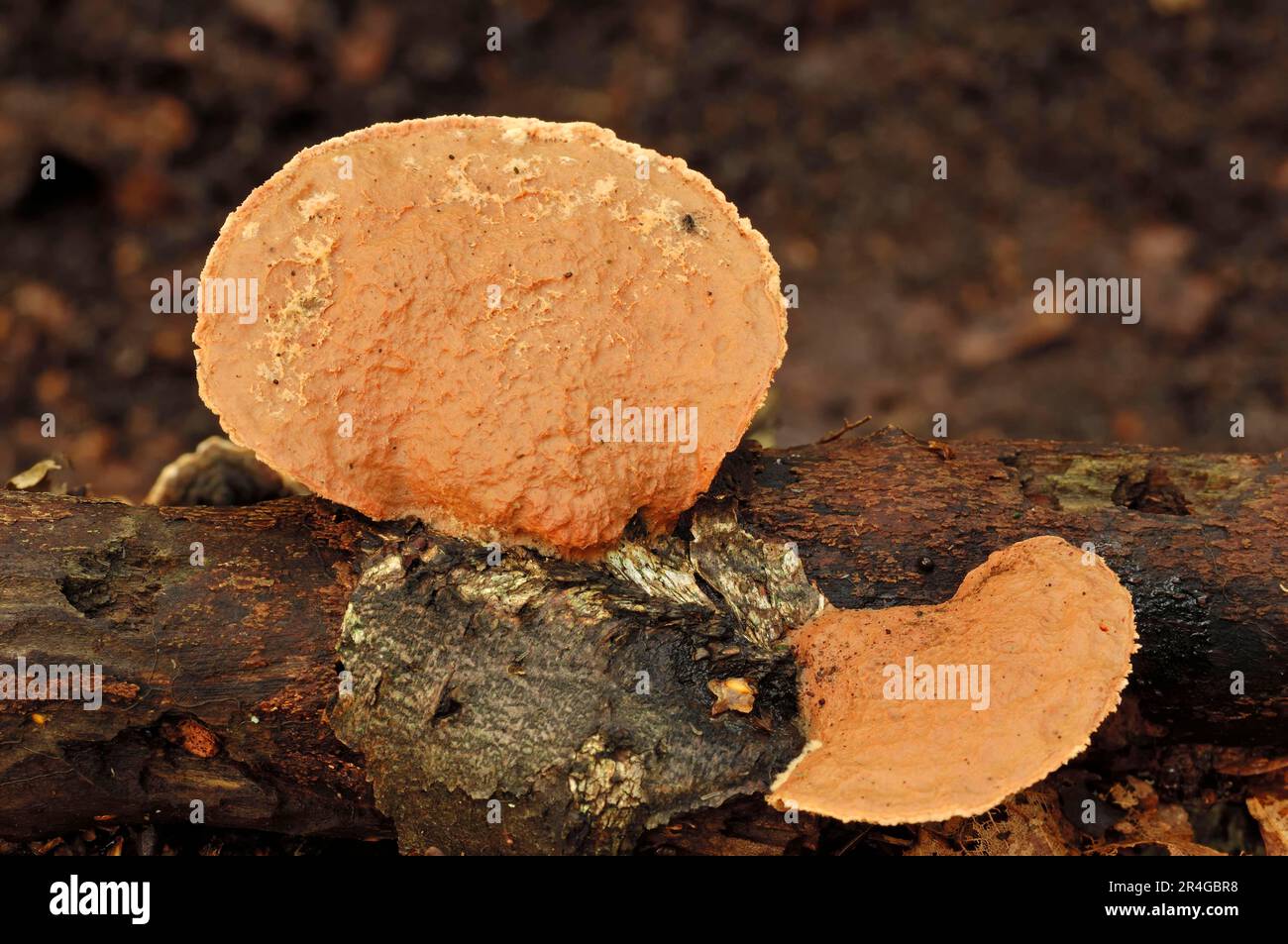Cinnamon Bracket, North Rhine-Westphalia, Germany (Hapalopilus rutilans) (Hapalopilus nidulans) Stock Photo