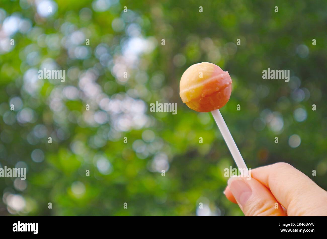 Hand Holding an Orange and Lemon Lollipop Candy against Green Foliage Stock Photo