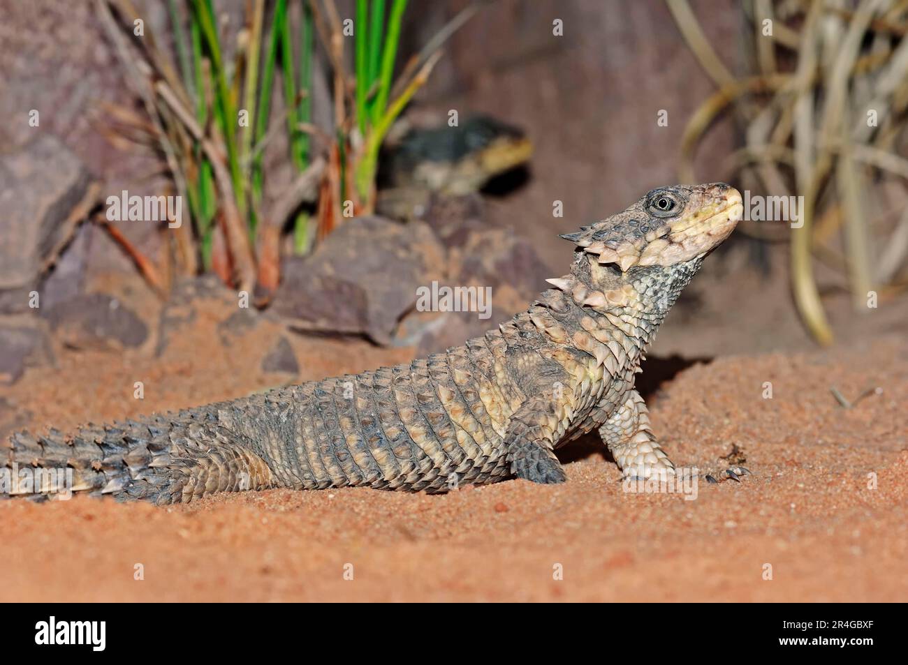 Giant Girdled Lizard (Cordylus giganteus), Sungazer Lizard Stock Photo