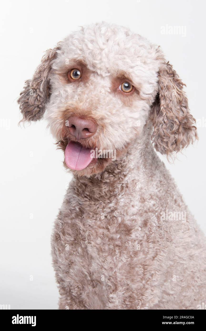 Lagotto Romagnolo, male, truffle dog Stock Photo Alamy