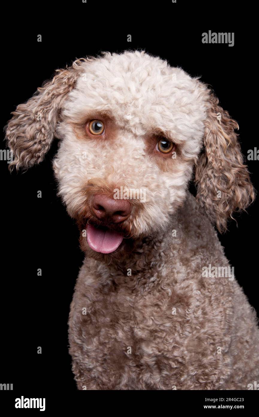 Lagotto Romagnolo, male, truffle dog Stock Photo Alamy