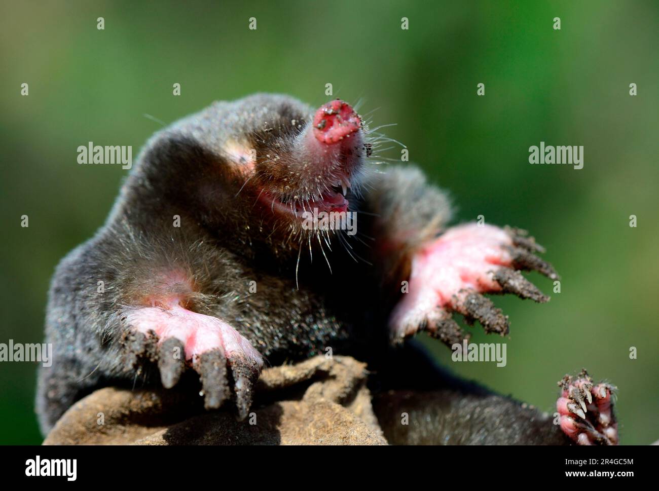 European Mole, European Mole, European moles (Talpa europaea), European Moles, Insectivores, Mammals, Animals, European Mole, Alsace, France Stock Photo