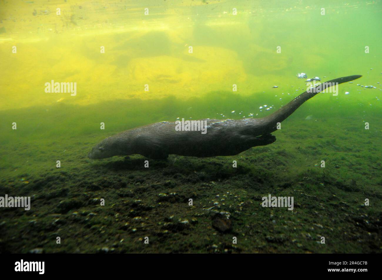 European otter (Lutra lutra Stock Photo - Alamy