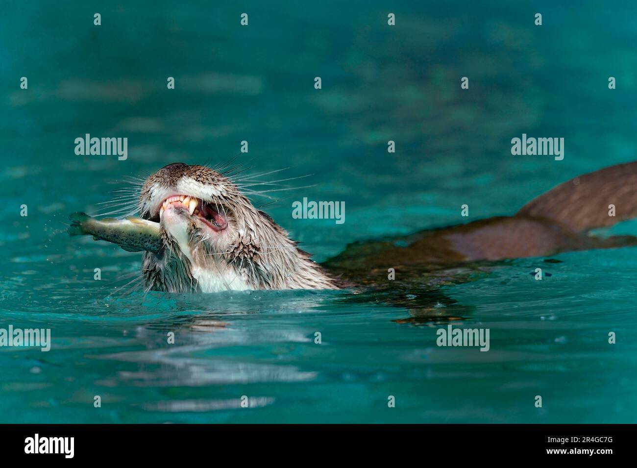 European otter (Lutra lutra) eats fish, European otter Stock Photo - Alamy