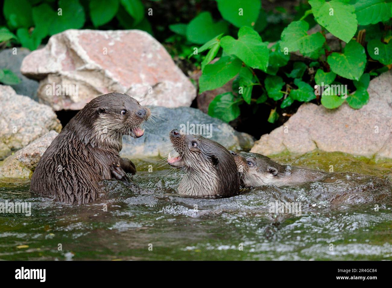 European River Otter (Lutra lutra Stock Photo - Alamy