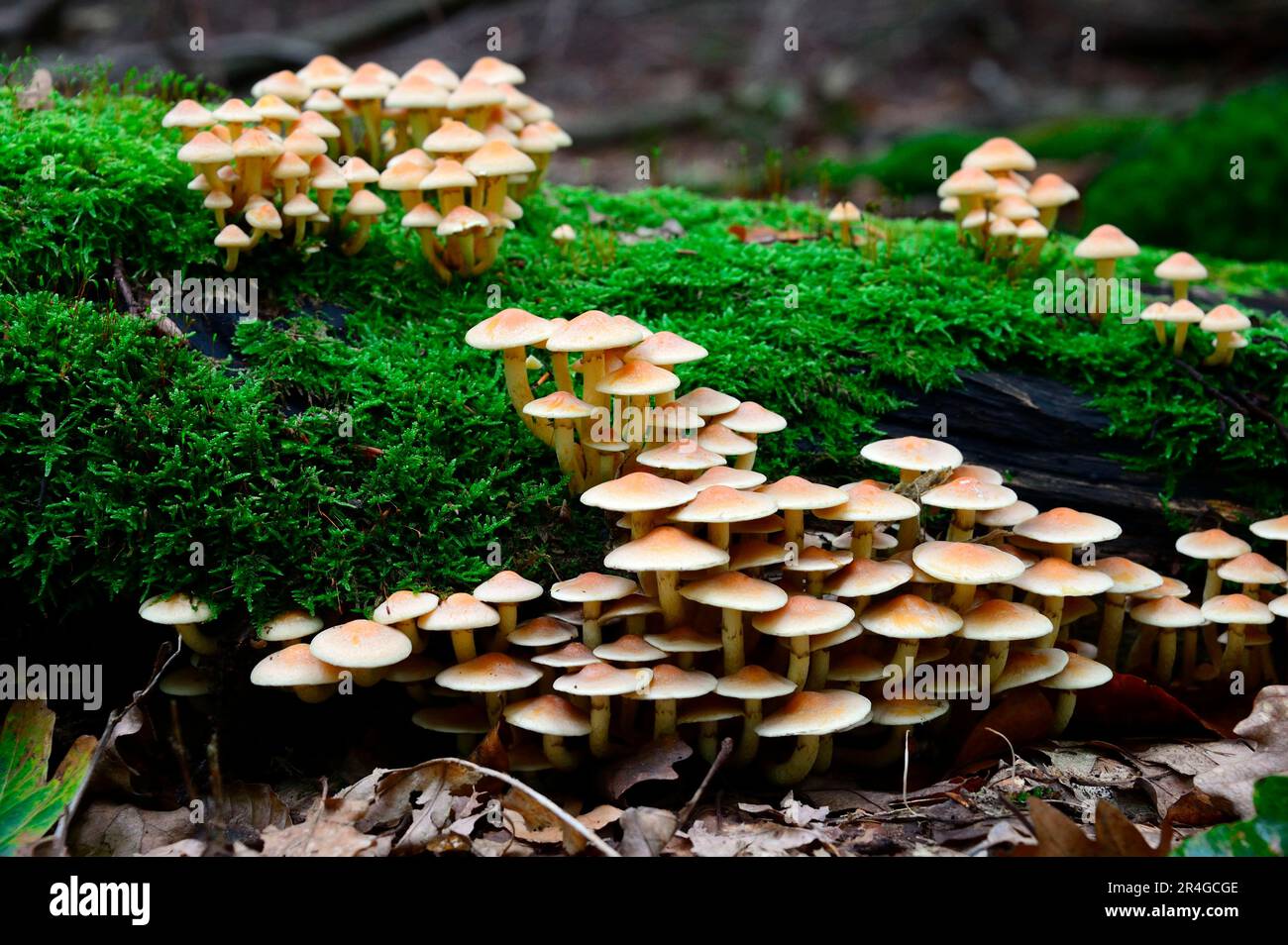 Sulphur tuft (Hypholoma fasciculare), Greenleaved sulphur head