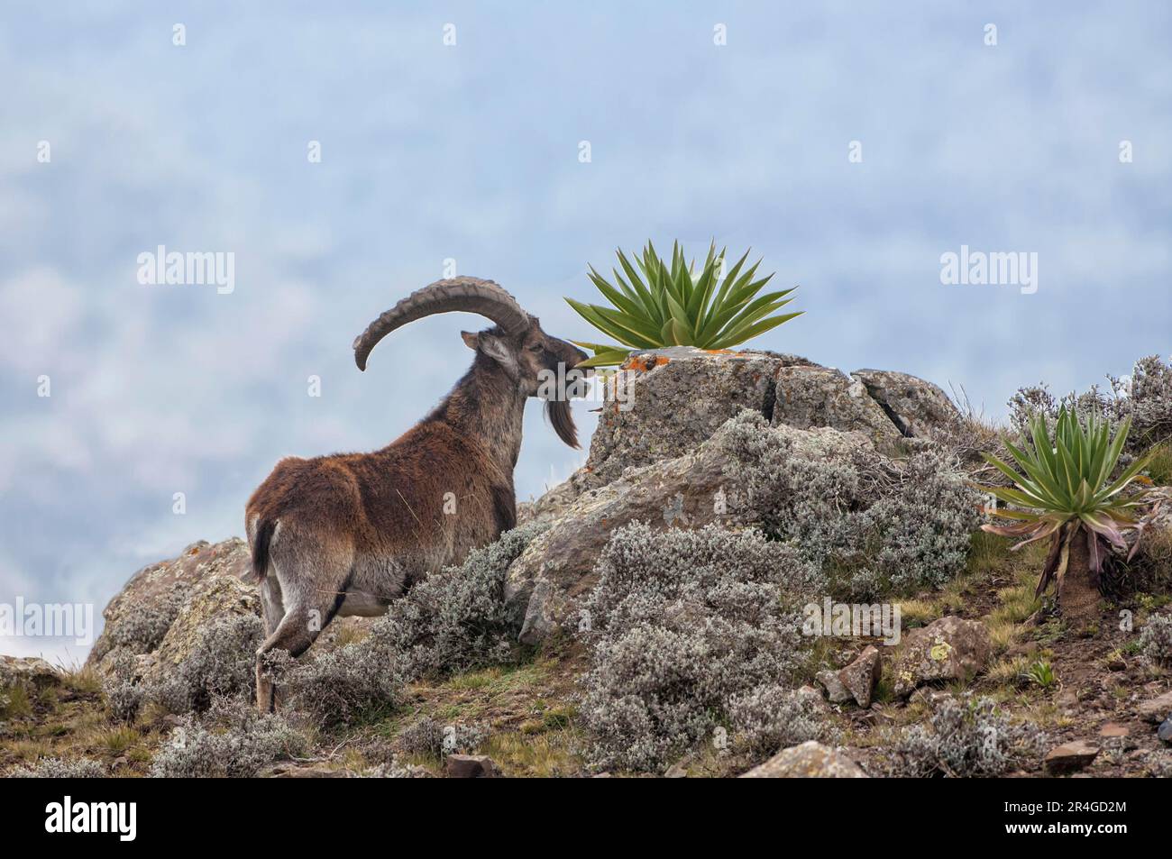 Walia ibex (Capra walie), Simien National Park, Ethiopia Stock Photo
