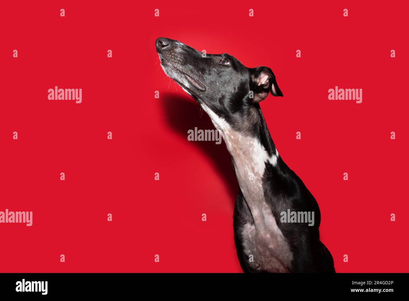 Portrait black greyhound looking up begging food. Isolated on red background Stock Photo