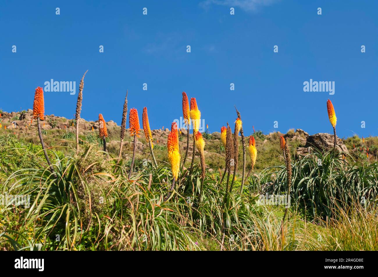 Torch lily, Simien Mountains National Park, Amhara Region (Kniphofia foliosa), Ethiopia Stock Photo
