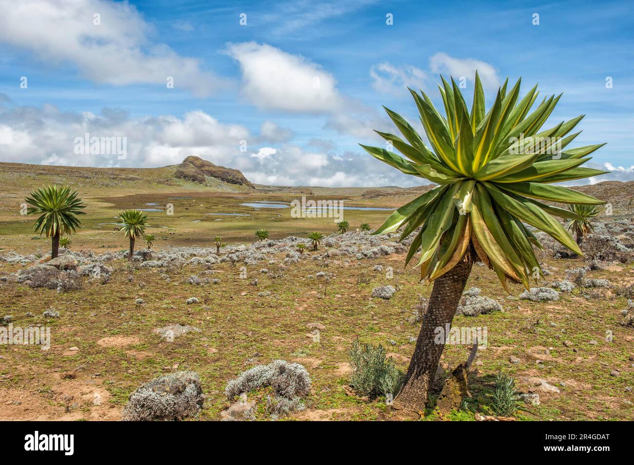 Giant lobelia (Lobelia rhynchopetalum), Bale Mountains National Park, Ethiopia Stock Photo