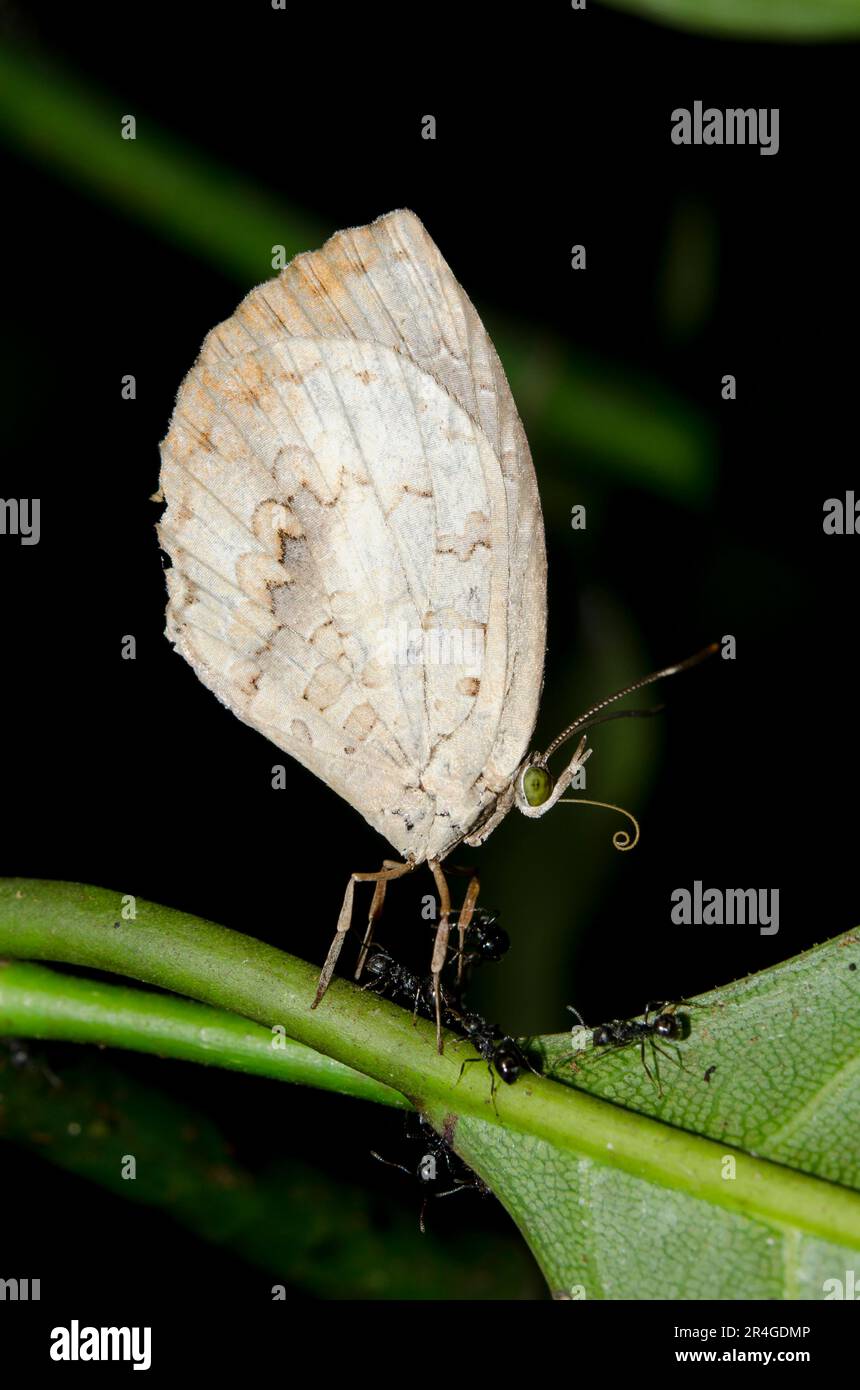 Brownie Butterfly, Miletus sp, with Black Weaver Ants, Polyrhachis sp, by feet, Klungkung, Bali, Indonesia Stock Photo