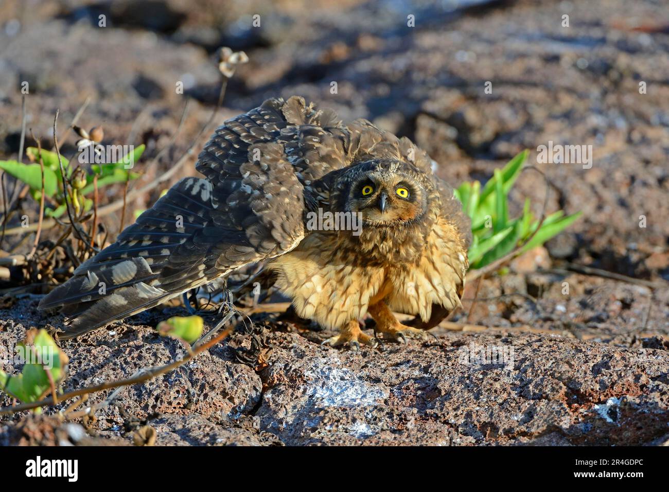 Short-eared owl (Asio flammeus galapagoensis), Genovesa Island, Galapagos Islands, Ecuador Stock Photo