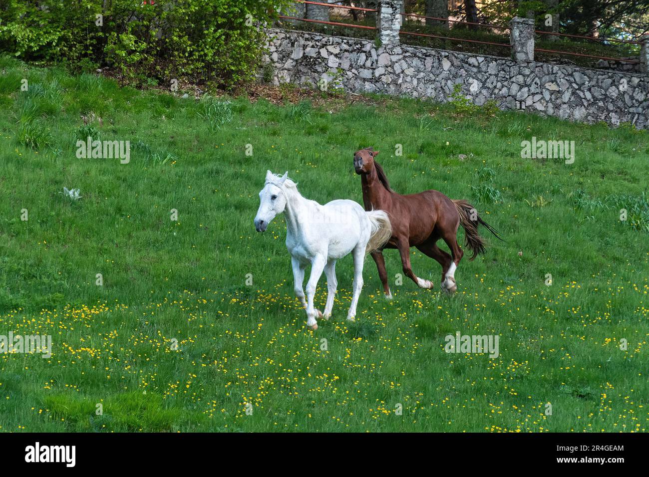 Two horses, one white and one brown horse, running cantering in a ...