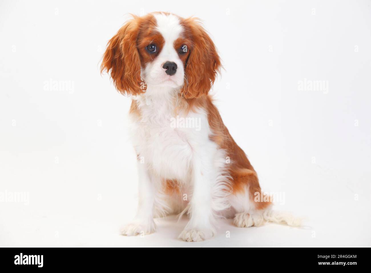 cavalier-king-charles-spaniel-puppy-blenheim-5-months-stock-photo