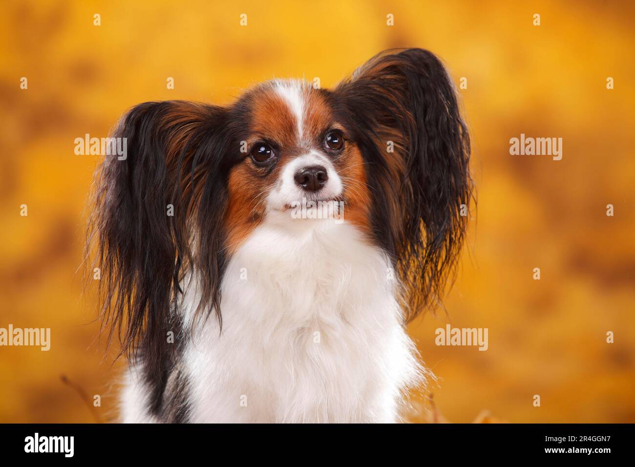 Papillon butterfly dog continental dwarf spaniel Stock Photo Alamy