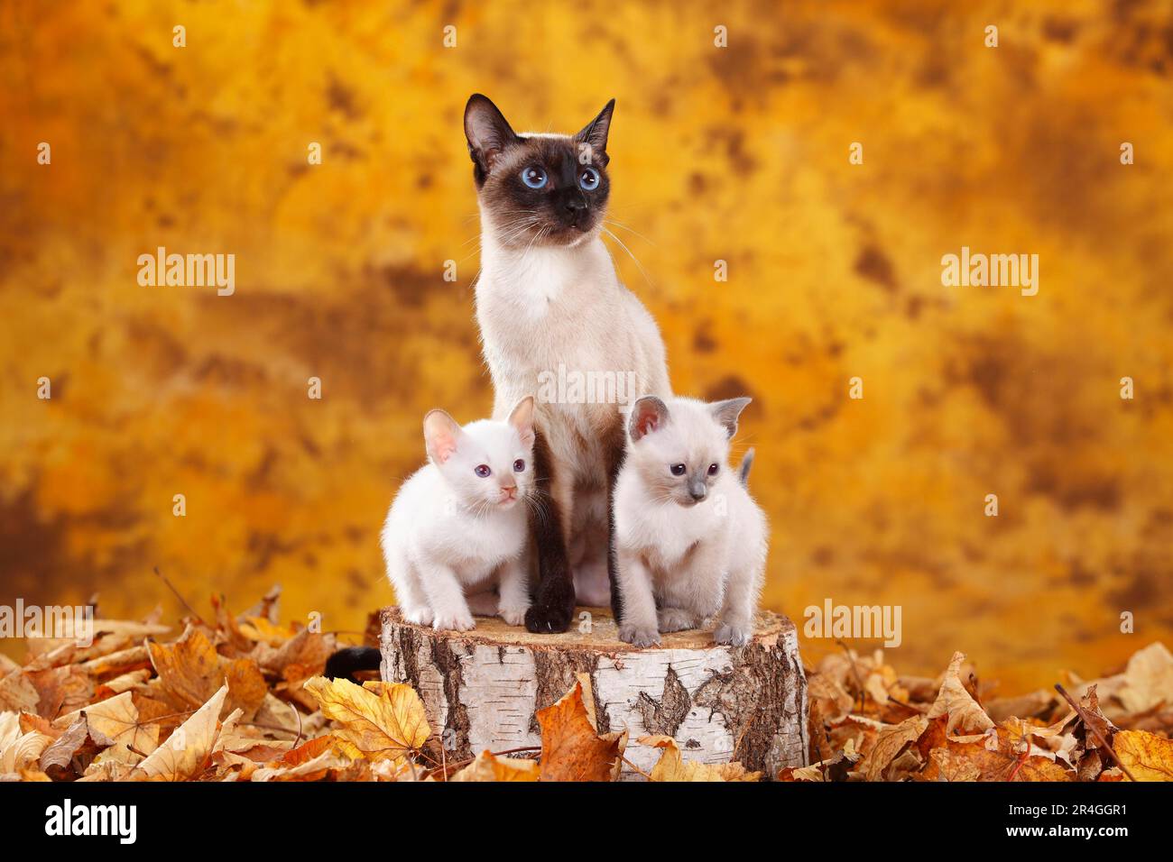 Siamese cat (old type), sealpoint, with kittens, bluepoint and