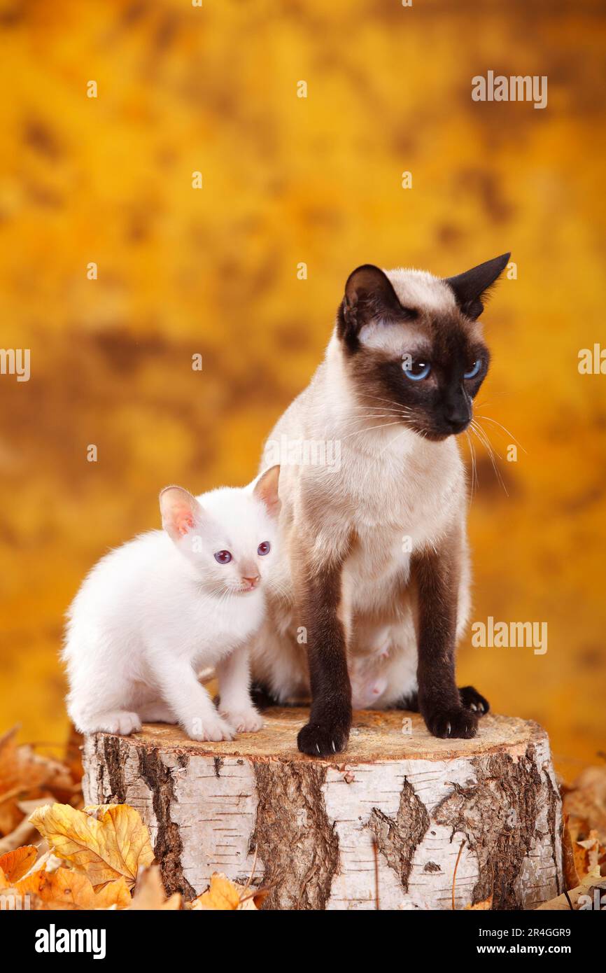 Siamese cat (old type), seal-point, with kittens, cinnamon-point, Thai ...