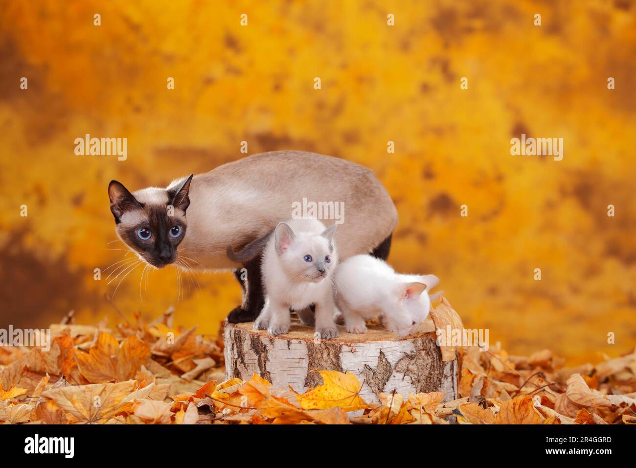 Siamese cat (old type), sealpoint, with kittens, bluepoint and